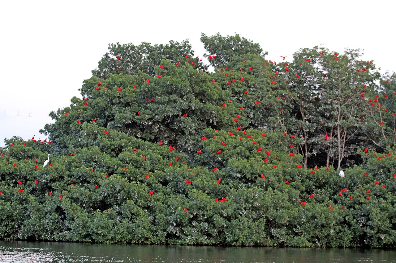 A colony of scarlet ibis roosting among the mangroves in Caroni Swamp, Trinidad